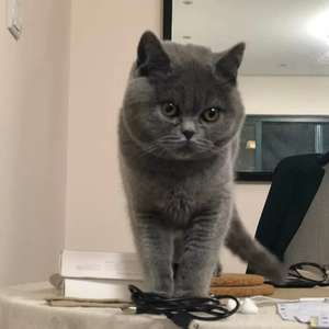 今天猫又把我的袜子叼进垃圾桶了… 今天猫又把我的袜子叼进垃圾桶了…